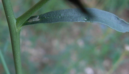 Lepidium graminifolium